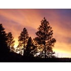 La Grande: Sunset through the Pines - my home in S. La Grande, OR