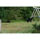 Jackson: Bears on the playground at Eagle Mountain House & Golf Club 2009