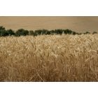 Walla Walla: : Walla Walla Wheat Harvest