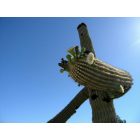 Phoenix: : Saguaro in west Phoenix