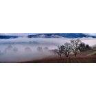 Ukiah: Winter fog in the vineyard