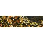 Heber Springs: fall leaves floating on the little red river