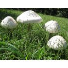 Wildwood: Wild mushrooms in my yard
