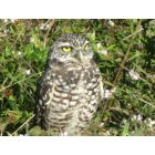 Cape Coral: Cape Coral burrowing owl