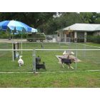 North Fort Myers: Dog Playground, North Fort Myers, Florida
