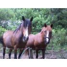 Canton: two beautiful horses named blossom and rose