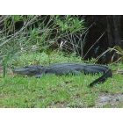 Homosassa: Live Alligator about 4 1/2 ft .long on canal bank in my front yard - Homosassa, Florida