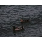 Cliffwood Beach: Ducks swimming in the bay