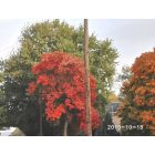 Sidney: Fall Leaves in Sidney, Iowa