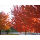 Creston: fall color