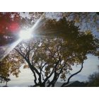 Wenona: Autumn sun through the trees on Oak Street