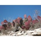 McCamey: Colorful Cactus on Kings Mountain