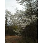Bonne Terre: Spring Dogwood