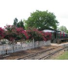 Carrboro: Crepe myrtles in bloom along the beer garden behind Southern Rail Restaurant
