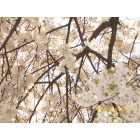 Washington: : Cherry Blossom Festival