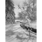 Lincoln: : Ag College, UNL campus after a snowstorm-taken with a Holga