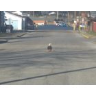 Boonville: Bald eagle having lunch on the streets of Boonville near Boonville High School