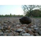 Eufaula: A Turtle in Eufaula