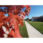Manteno: Fall colors on Walnut St.