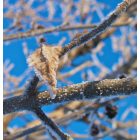 Manteno: Hoar frost in tree on Walnut St.