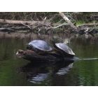 High Springs: Turtles