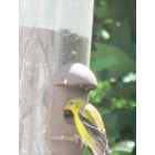 Fredericksburg: Bird enjoying a feeder
