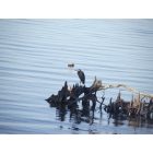 North Charleston: Bird Resting on a Tree limb at Lake Moutrie Cross