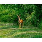 Seneca Falls: Velvet horned young buck in Seneca alls N.Y.