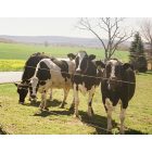 Shippensburg: Pennsylvania cows