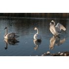 White Bear Lake: Swans on Birch Lake