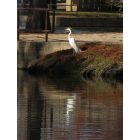 Uvalde: Egret in DeLeon Park