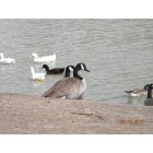 Owasso: Ducks on the pond at Elm Creek Park