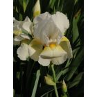 Terryville: Spring Iris in bloom