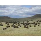 Custer: Buffalo in Custer State Park, South Dakota