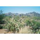 Tucson: : Desert landscape, catalina foothills