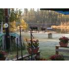 North Pole: Moose in our yard