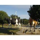 Sulphur Springs: Two giant cows mark the Southwest Dairy Center and Museum
