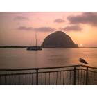 Morro Bay: : Morro Rock at Sunset, Seagull included.