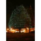 Needham: Needham Town Square blue holiday tree
