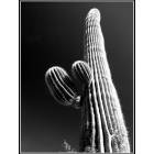 Tucson: : The mighty saguaro, a giant desert plant unique to the Tucson area.