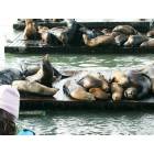 San Francisco: : Seals at Pier 39, San Francisco CA