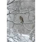 A lovely surprise on a snowy February day.  A red-tailed-hawk in the South Side Park of Vienna, Virginia.