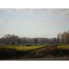 Sumner: Sumner dafodil farm