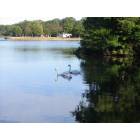 Braintree: Sunset Lake Two Swans