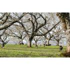 Lakeport: Wild turkeys in walnut grove-Scotts Valley Rd = Hill Rd