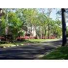 Tyler: : Residential Street in the spring when the Azaleas are blooming. Tyler, TX