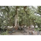 Lahaina: Banyon Tree next to the Lahaina Courthouse.  2nd largest in the world.  It covers a city block.