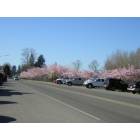 Fall City: Cherry trees along Fall City's main street
