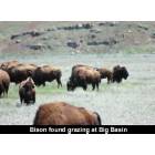 Meade: These Bison can be found at Big Basin, just a short trip East of Meade, KS