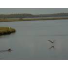 Ormond Beach: Pelicans landing on the salt marsh in Tomoka State Park.